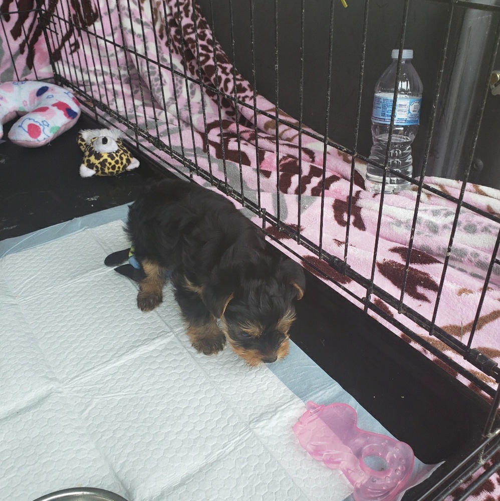 Meet your Posher, Patsy